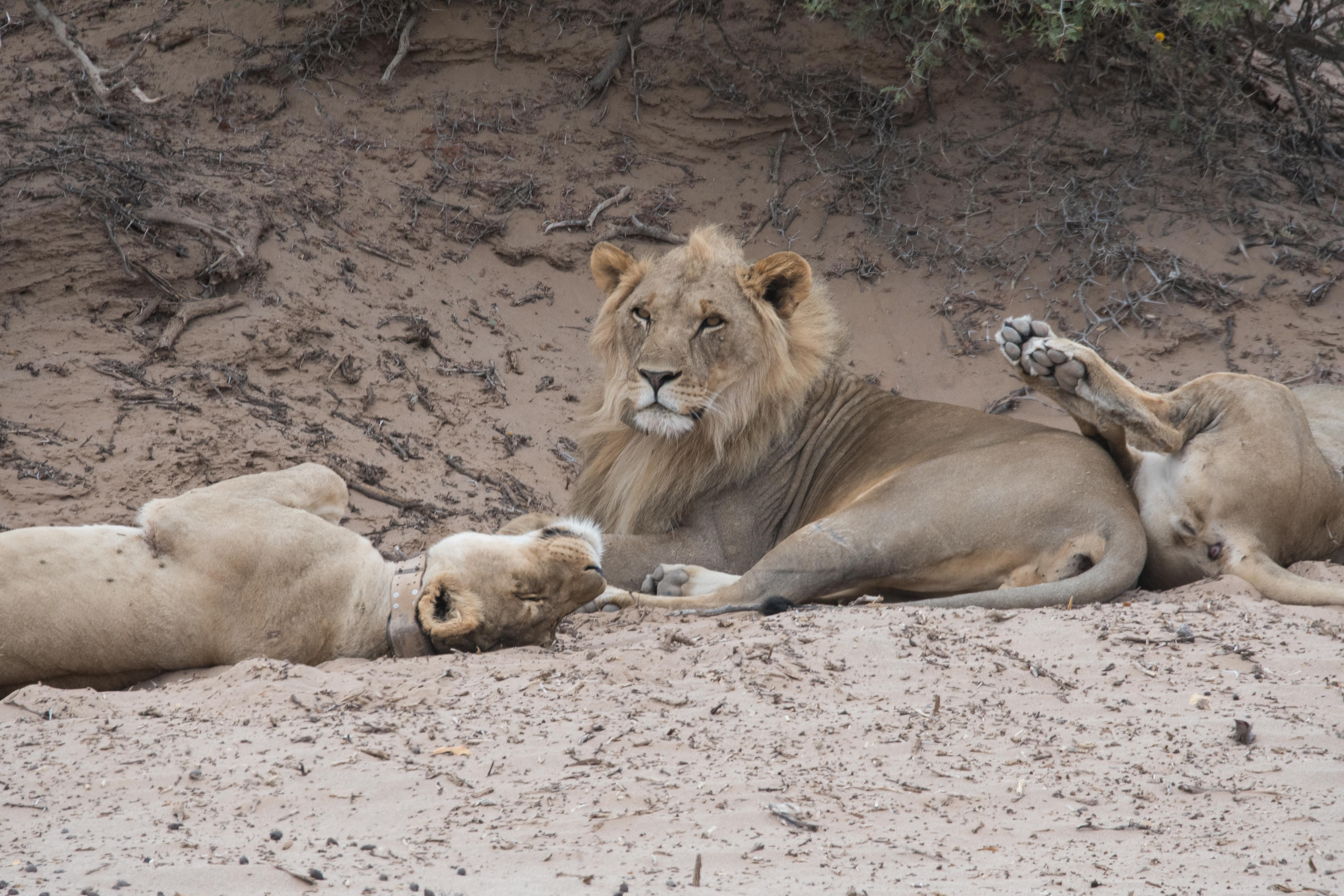 Lions adaptés au désert (Desert-adapted lions, Panthera leo). Le jeune mâle inspecte le lointain à la recherche d'une proie, Vallée de l'Hoanib, Kaokaland, Namibie.